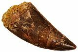 Serrated, Raptor Tooth - Real Dinosaur Tooth #296205-1
